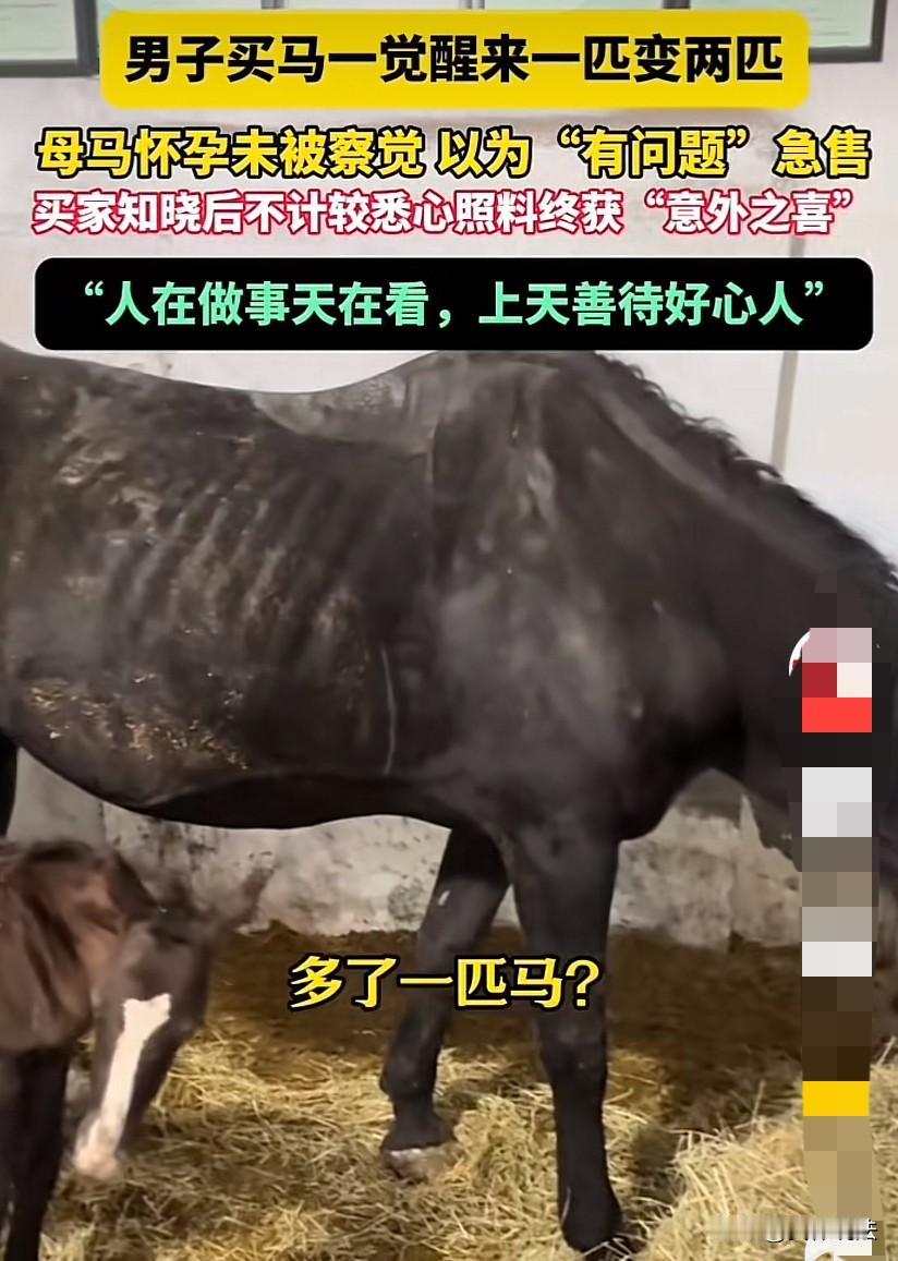 “好人有好报！”山东淄博，男子从朋友手中买了一匹马，事后从别人嘴里得知，是因为这