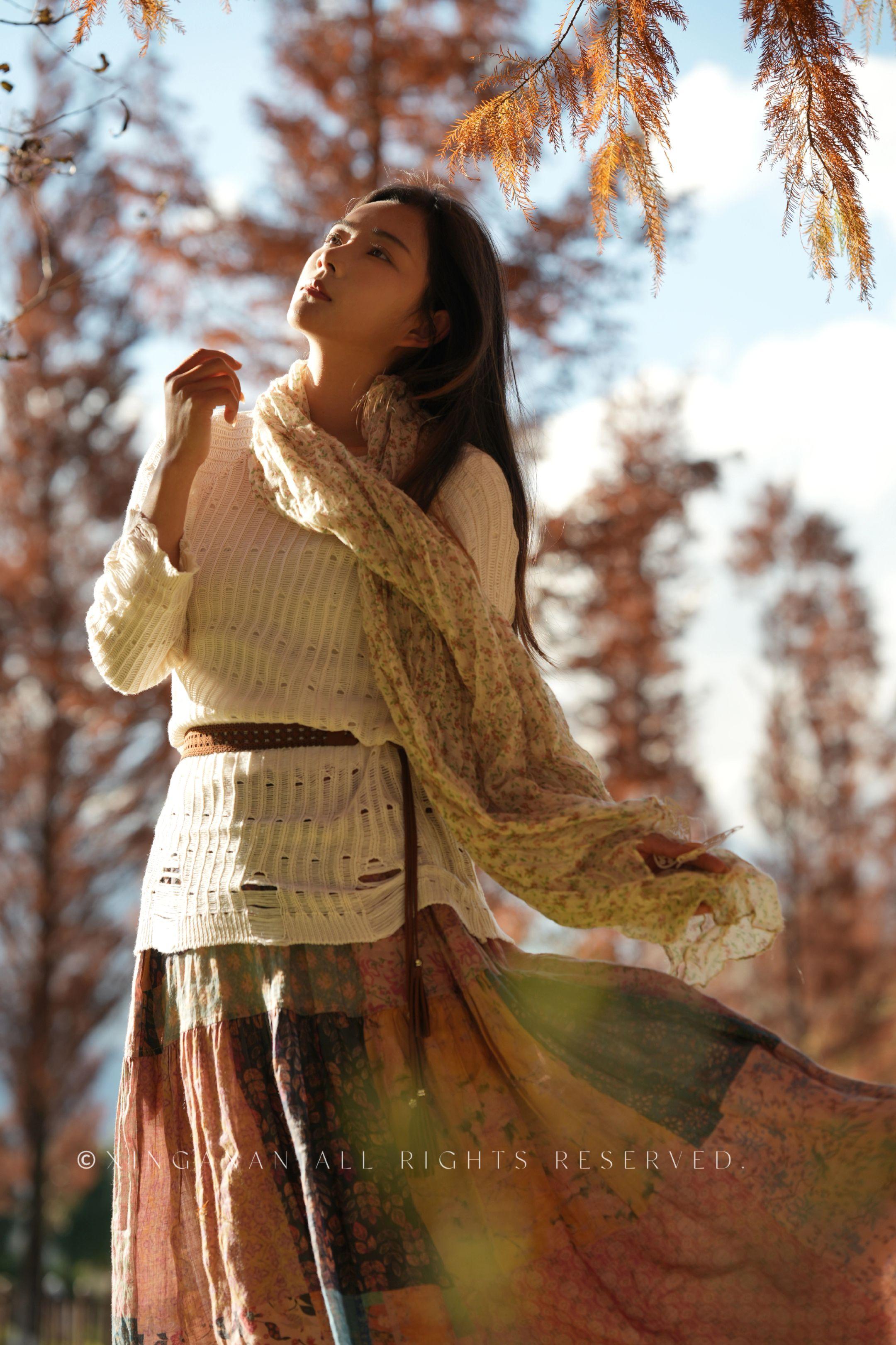 杉树下阳光倾洒的瞬间。