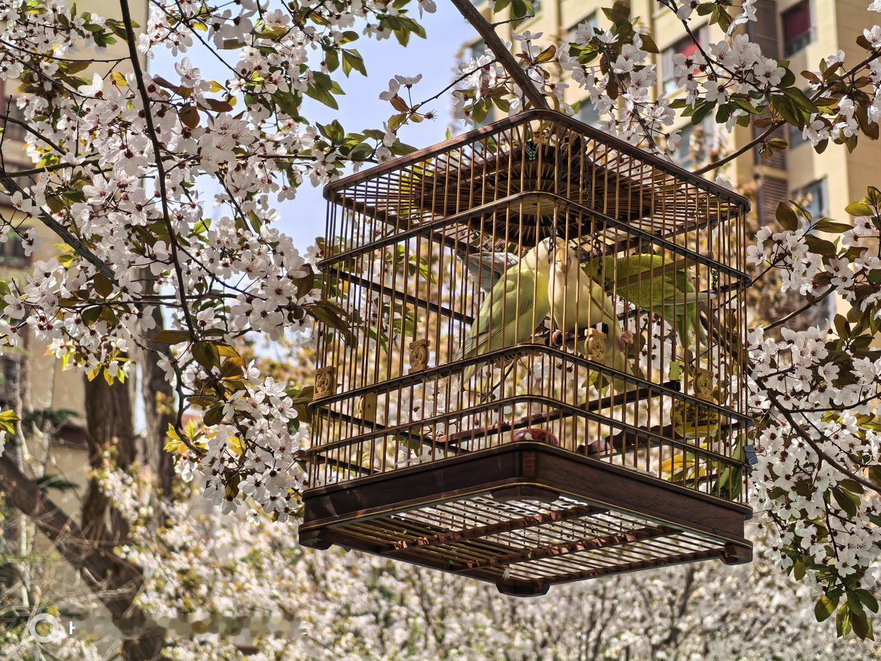 一夜之间，花全开了。

所以说自然气候不可逆转，大道三千，妙法自然啊。

剑来里