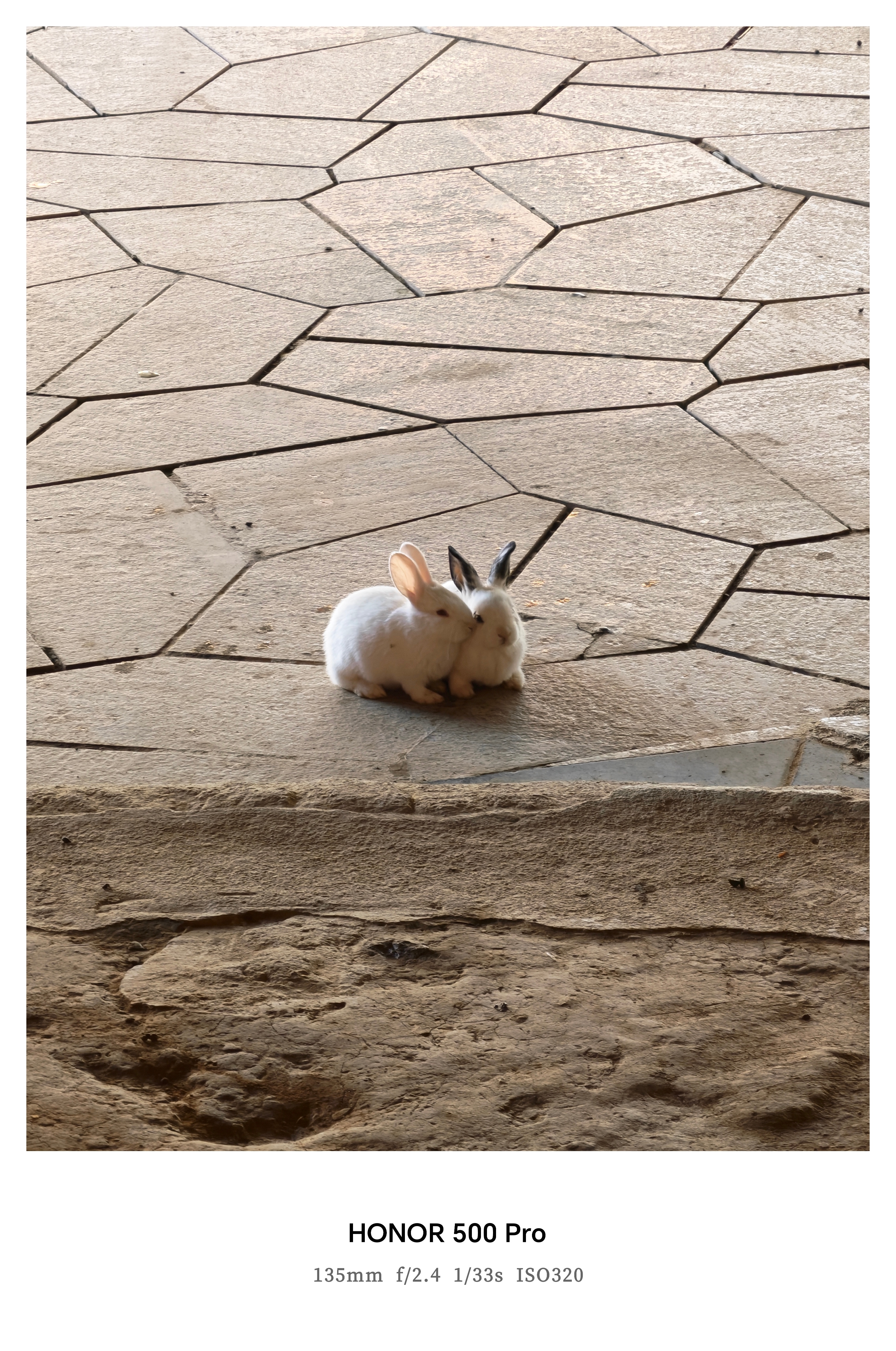 这两个小兔子一直在贴贴，怎么办，要不我把那只白色的买走