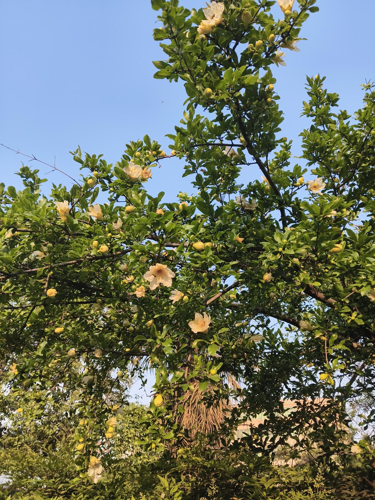 我认为宅家躺平首先我认为可以省一大笔钱，其次，身边也有不一样的风景，外出小长假容