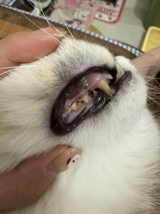 woc！猫咪牙石真的被我弄掉了！！！