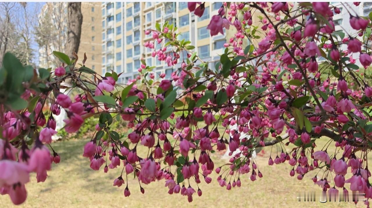 《垂丝海棠》七绝

垂英袅袅傍池台，似有深心未肯开。
借得胭脂天半色，丝丝垂下待