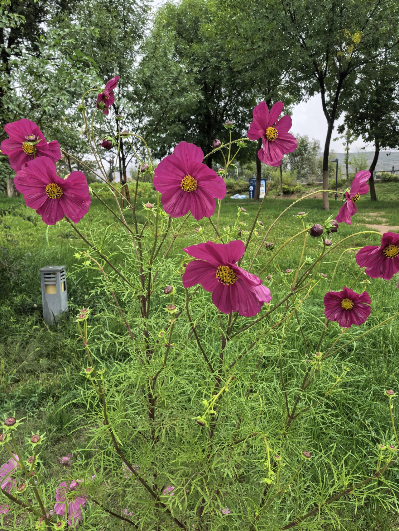 随手一拍的花朵有多美一组很美的格桑花。