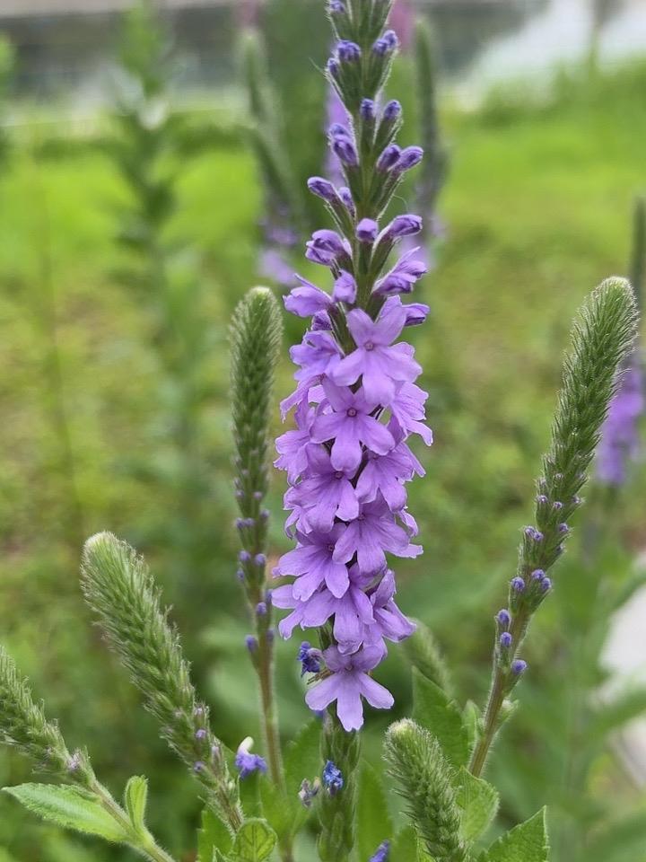 夏天的花
开在梦里
夏天的风
吹在家乡的田野上
端午的粽子
必须用苇叶包
用马蔺