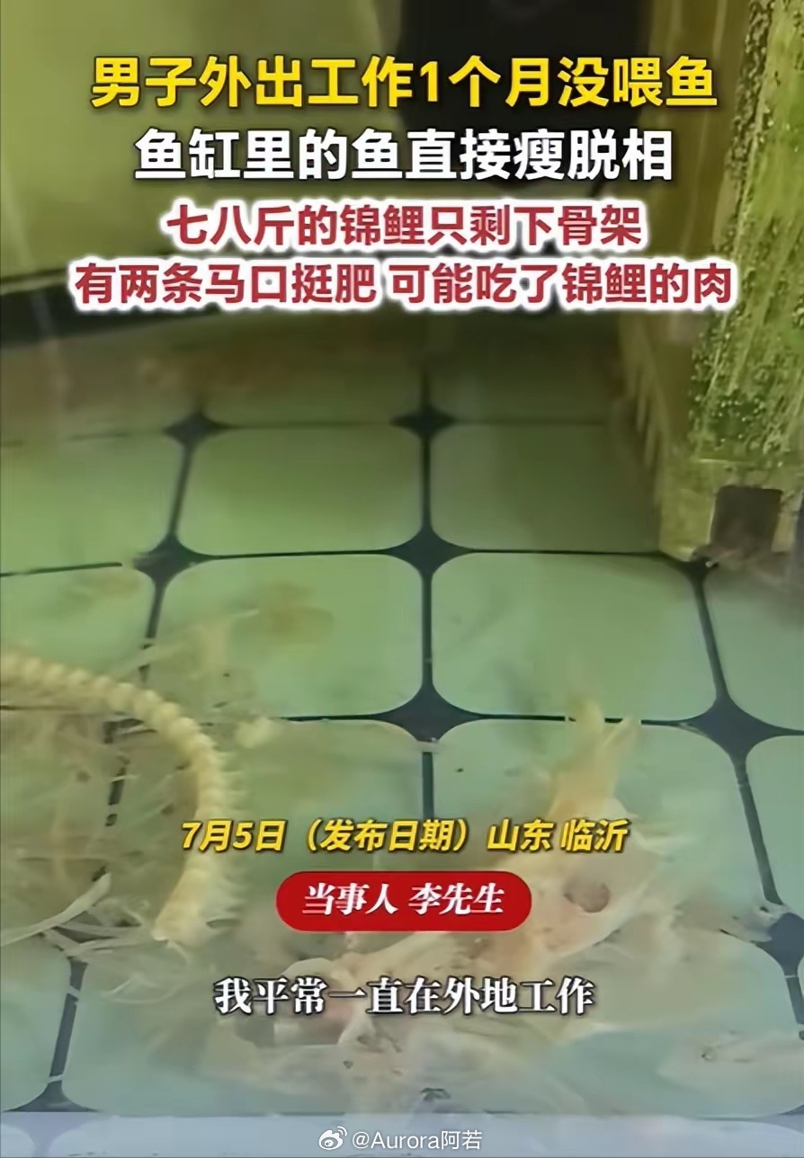 出门一个月，回家发现七八斤的锦鲤只剩骨架，两条马口鱼倒是吃得挺肥。🐟💀当事人