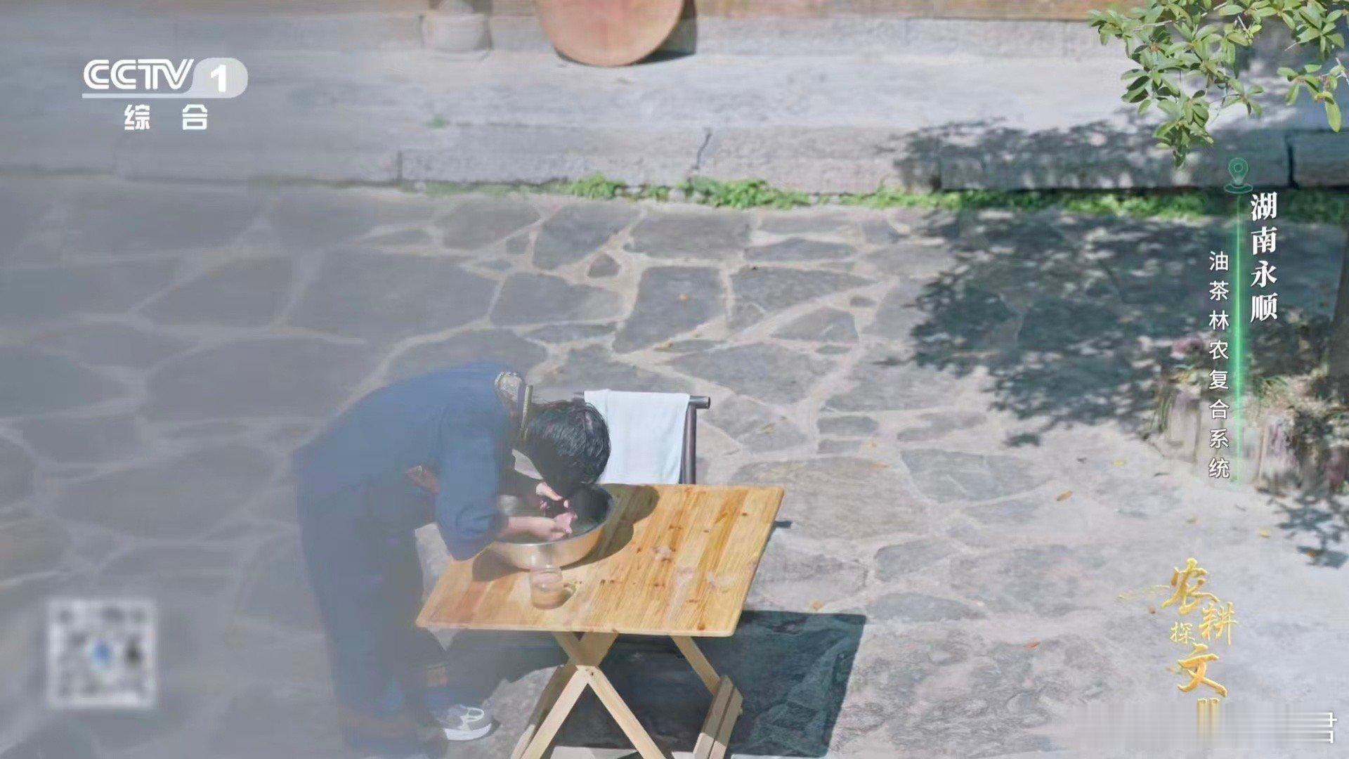 油茶榨干成了洗头神器 古人云物尽其用，看永顺油茶便知！茶油成就湘味之魂，茶枯富含