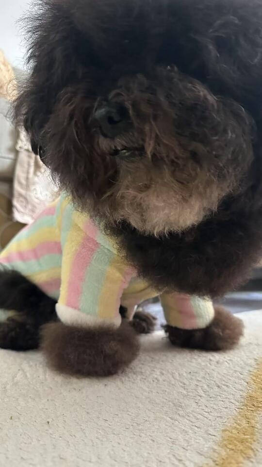 胸毛爆炸