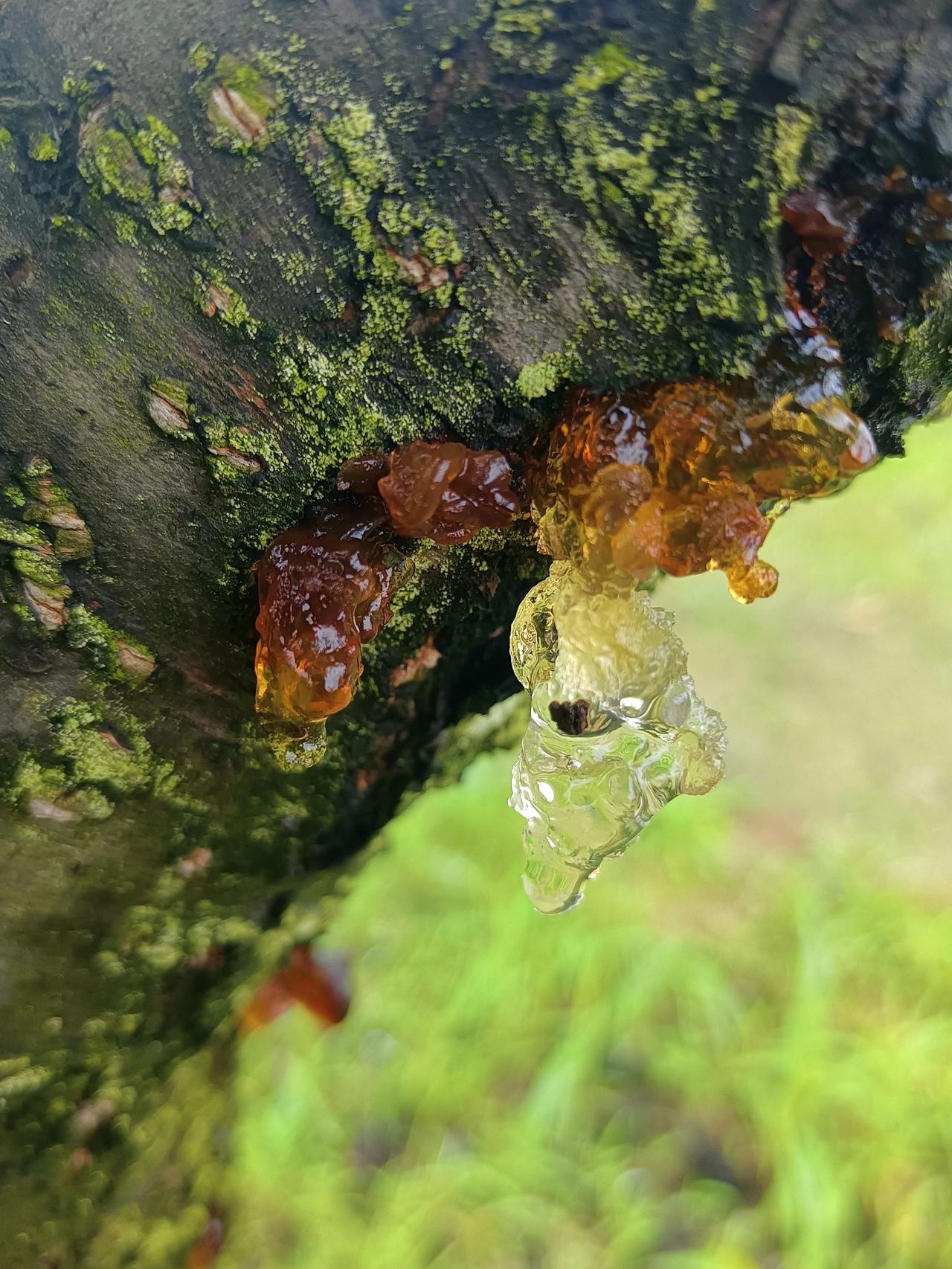 小时候拿来玩、长大才知道可以吃！！！
哈哈 小时候都是拿来玩的
长大才知道原来还