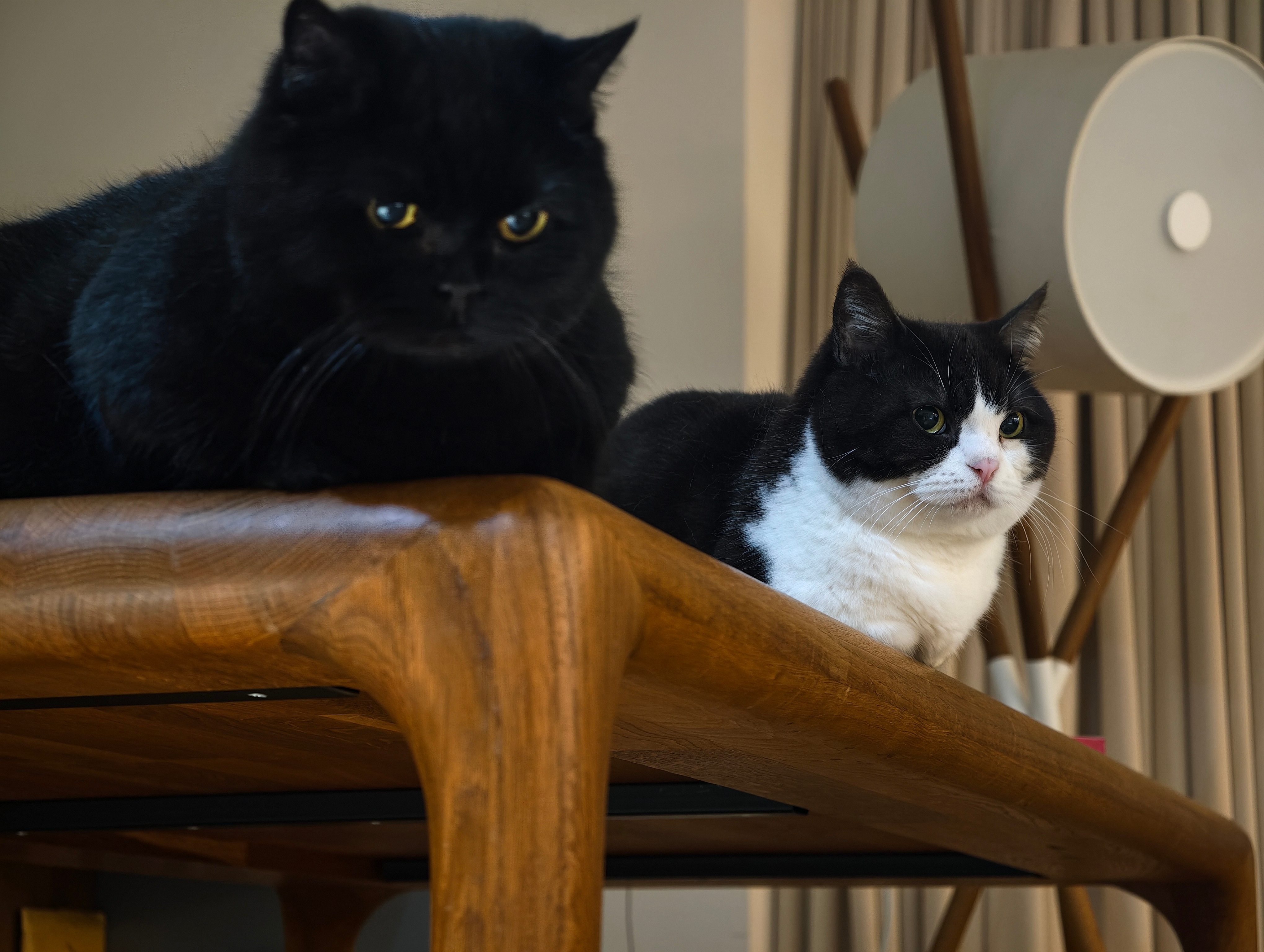 准备给儿子们报减肥夏令营 