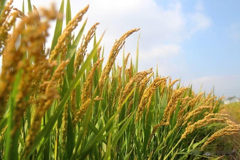 2025年全国粮食总产量突破14298亿斤，连续两年稳居1.4万亿斤高位，将中国