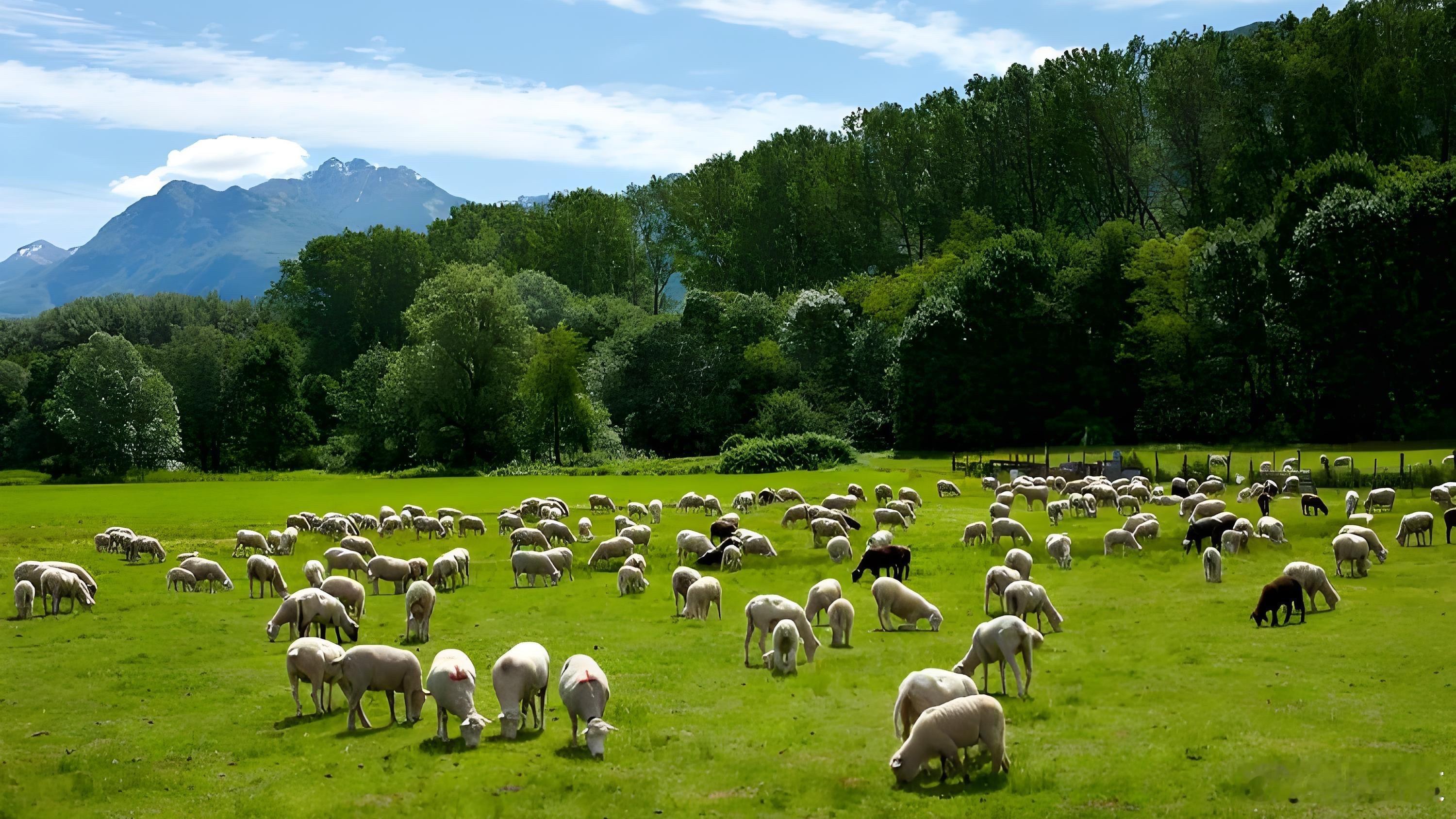 月薪1.6万招人放羊工作环境曝光 内蒙古一牧场开出1.6万月薪招夫妻档放羊引发热