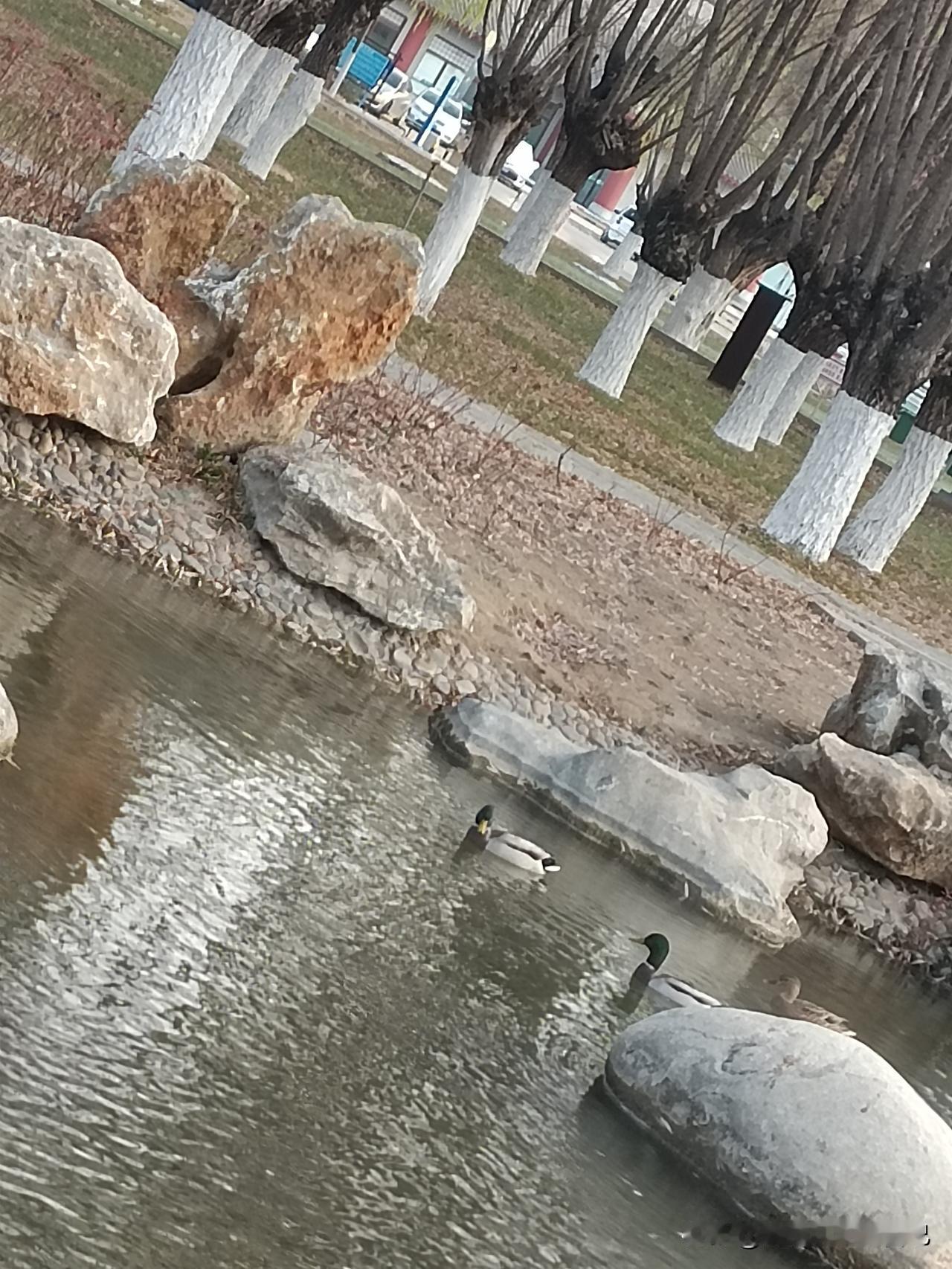 谁懂啊！早起晨练邂逅这波烟火气！
今儿起得太早，把孩子送去上学后，我就拉着伙伴去