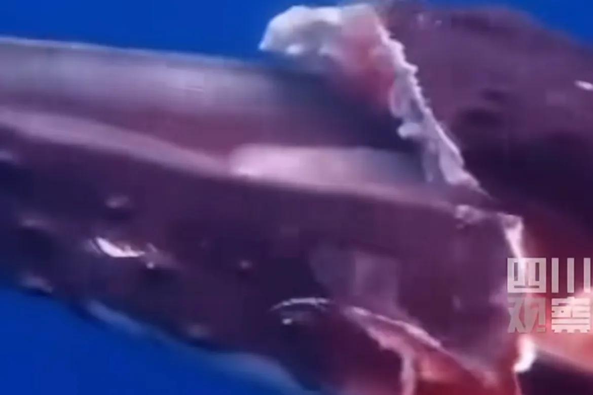 10月18日，法属波利尼西亚一座头鲸遭超速行驶渡轮撞击身亡 的画面曝光：座头鲸上