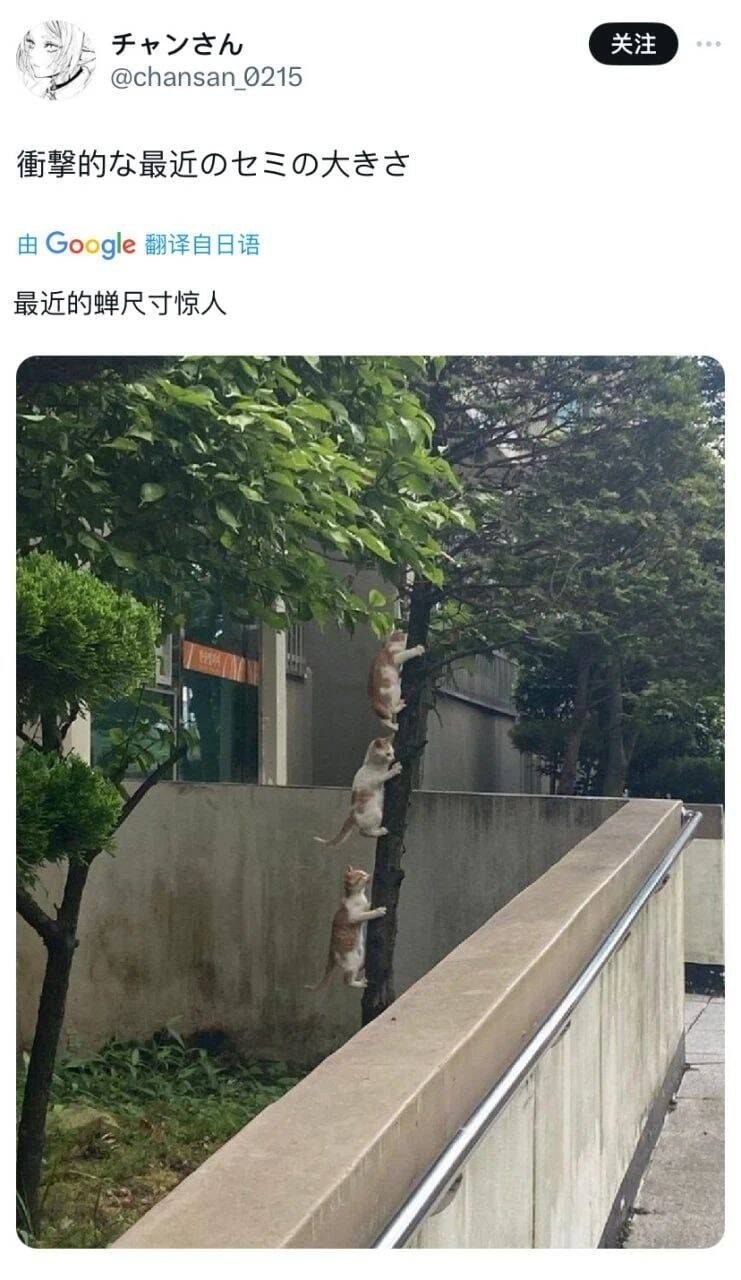 好大的蝉 