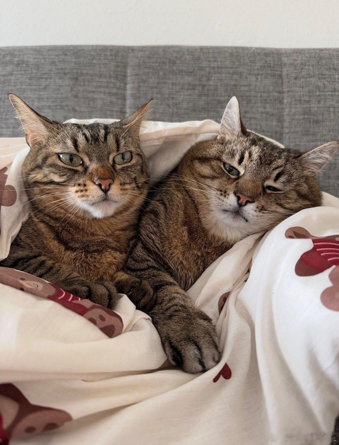 挤挤暖和cr：stephania_girlcat ​​​