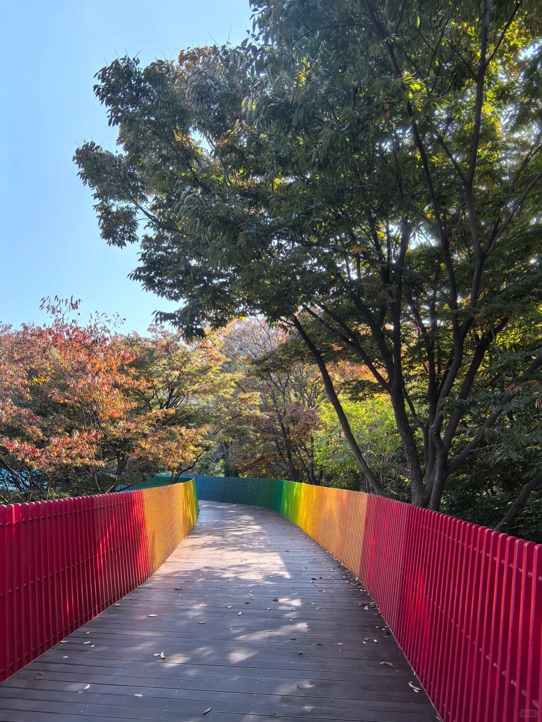 11.10漫步青岛中山公园绿道 体验半空中赏秋