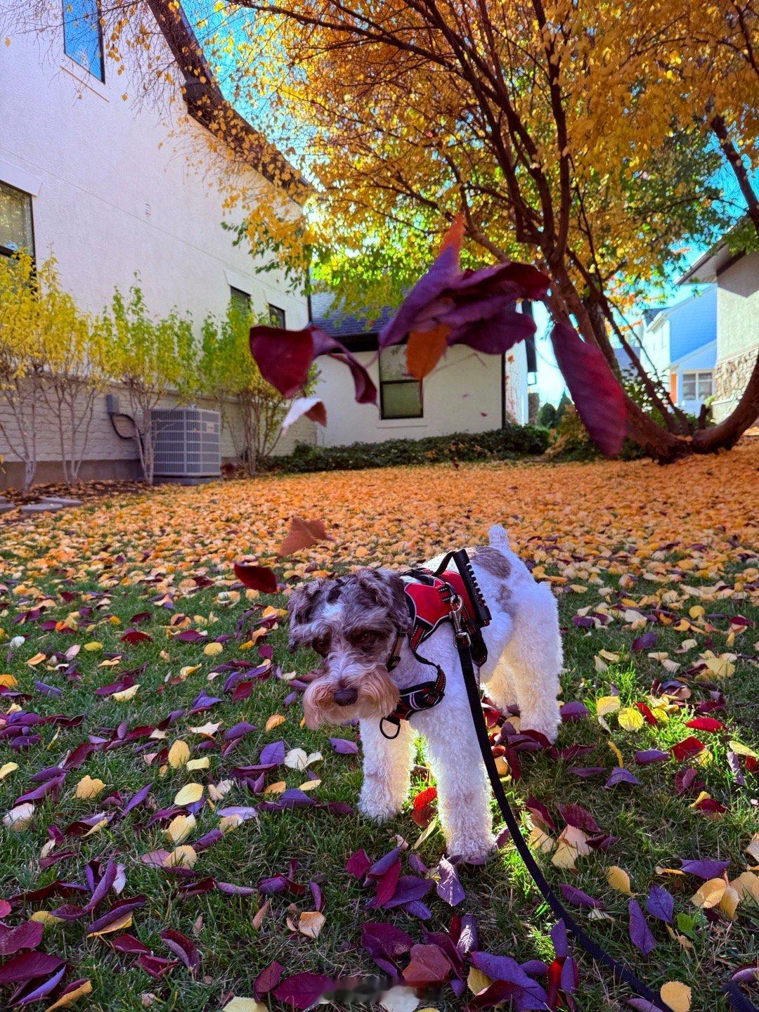 我家吉哥 乖妈摄影 ​​​