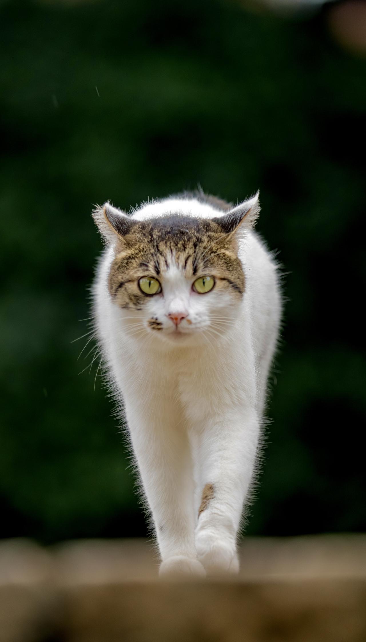 想看看你拍的猫咪🐈 
6100 万的相机和 400600的镜头拍摄的喵星人！得