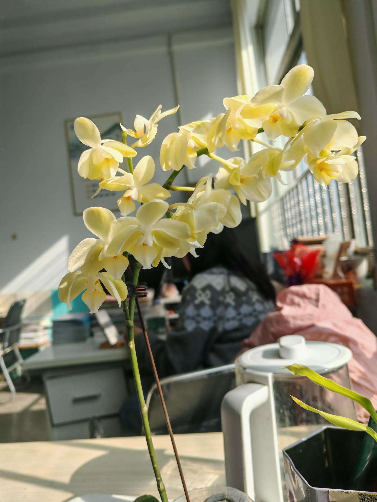 哎呀呀，
这花还能补救不？
今天发现有点蔫，
感觉挺对不住这花儿的，
本来生机勃