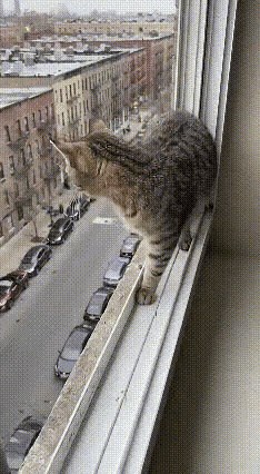 老话说的“猫有九条命”，这回真的相信了，很神奇的动物啊！简直有点不敢相信啊！有高