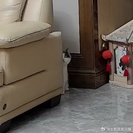 我在监控里说话时，圆圆就这样 