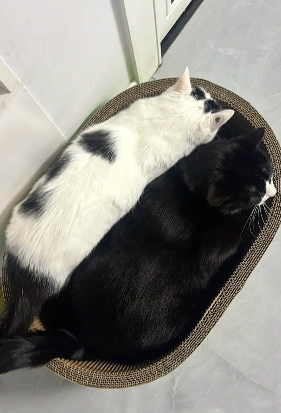 双会黑白猪腿肠