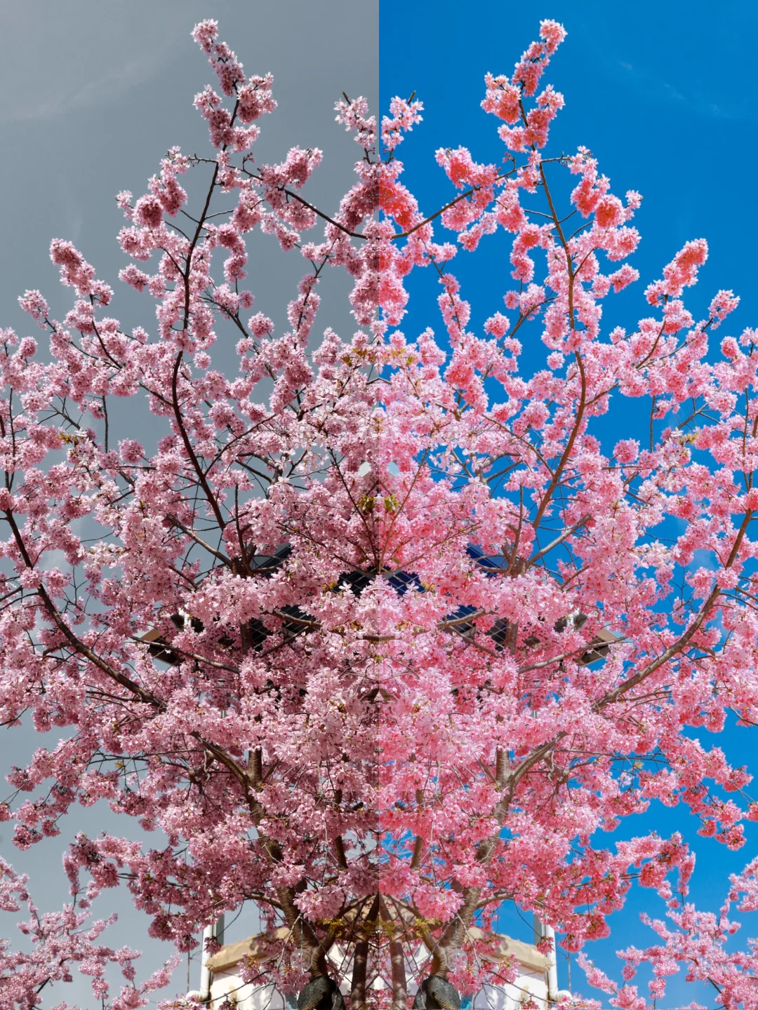 终于知道这种清透樱花滤镜是怎么调的了‼️