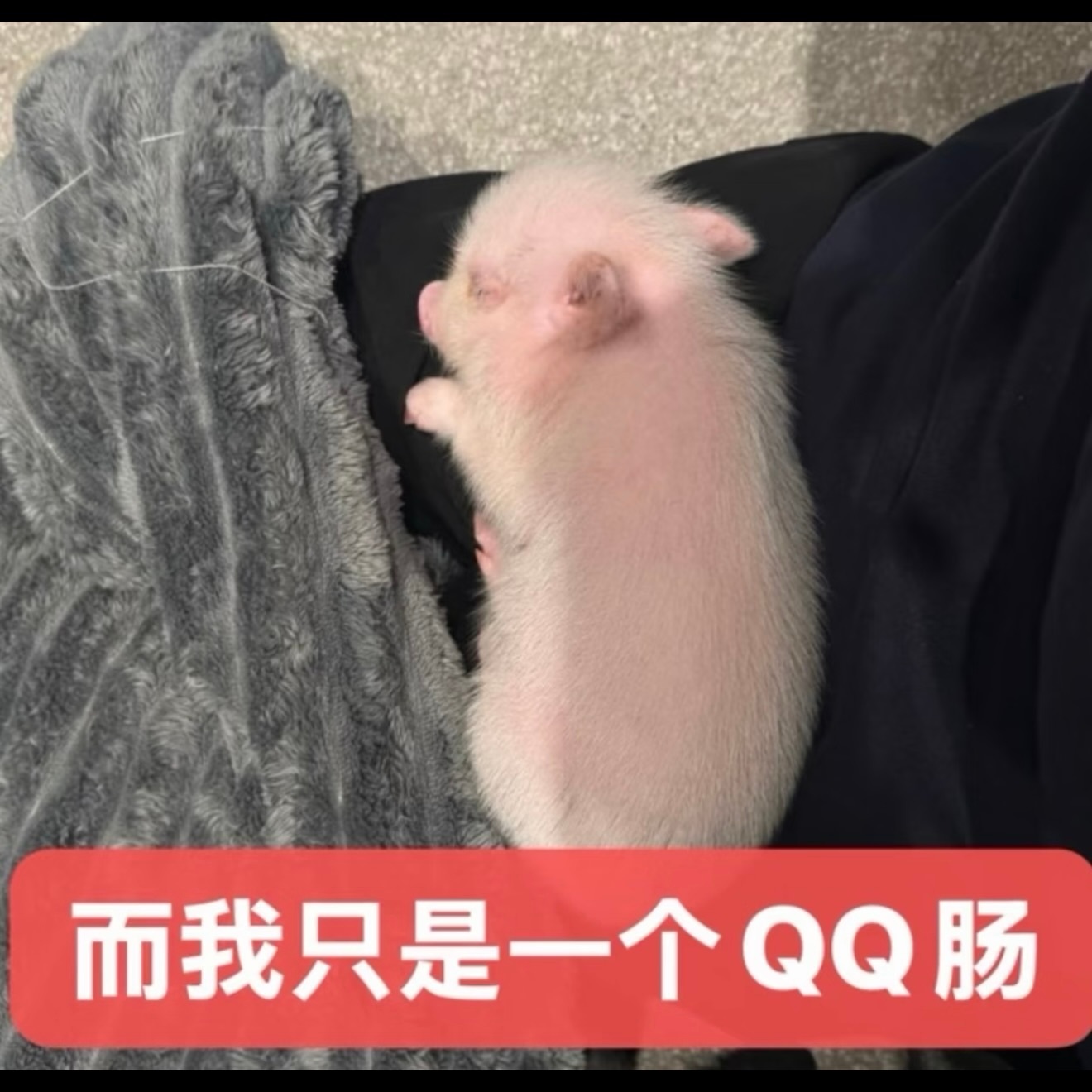 分享图片 ​​​
