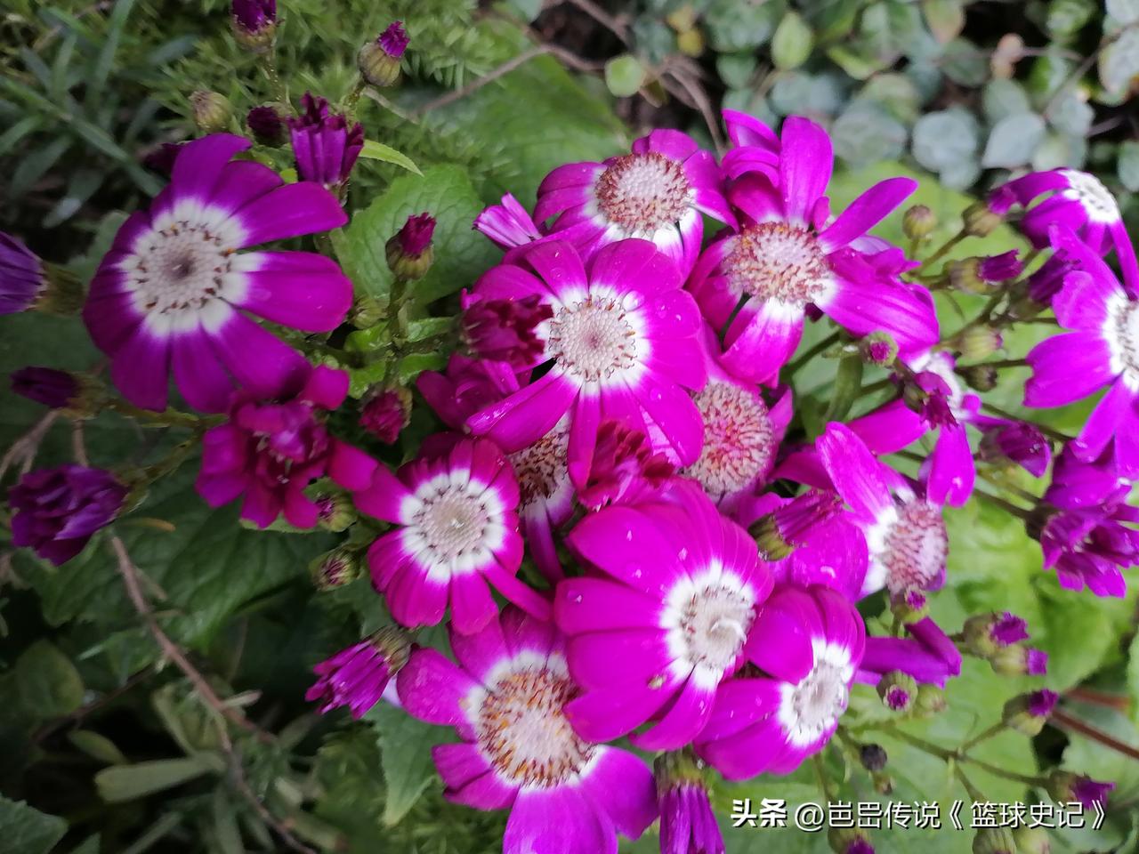 晒一张相册里的花