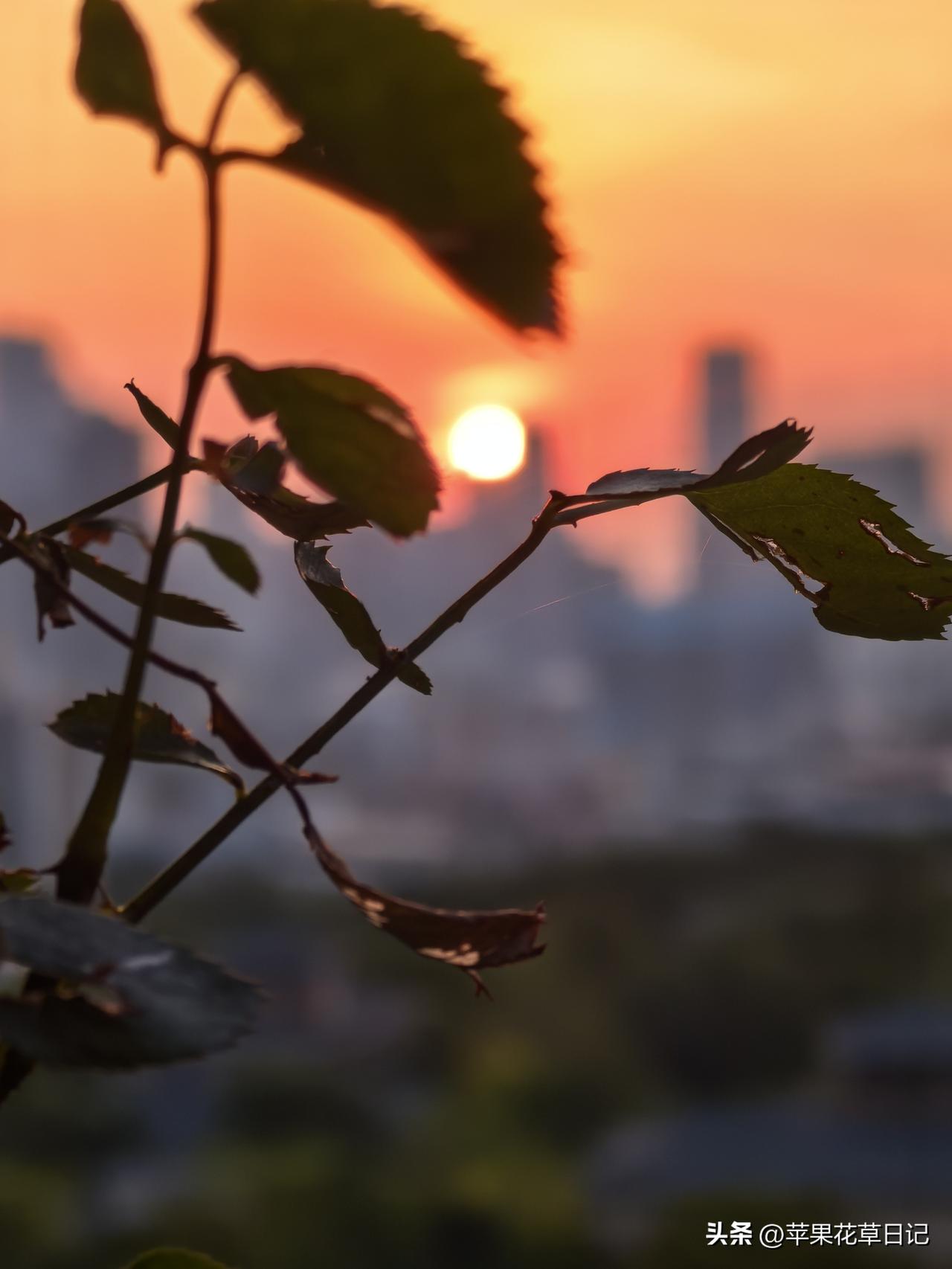 随手拍 余晖治愈风景 


绝美落日醉人心
余晖光影入眼帘
景致宛若诗中画
愉悦