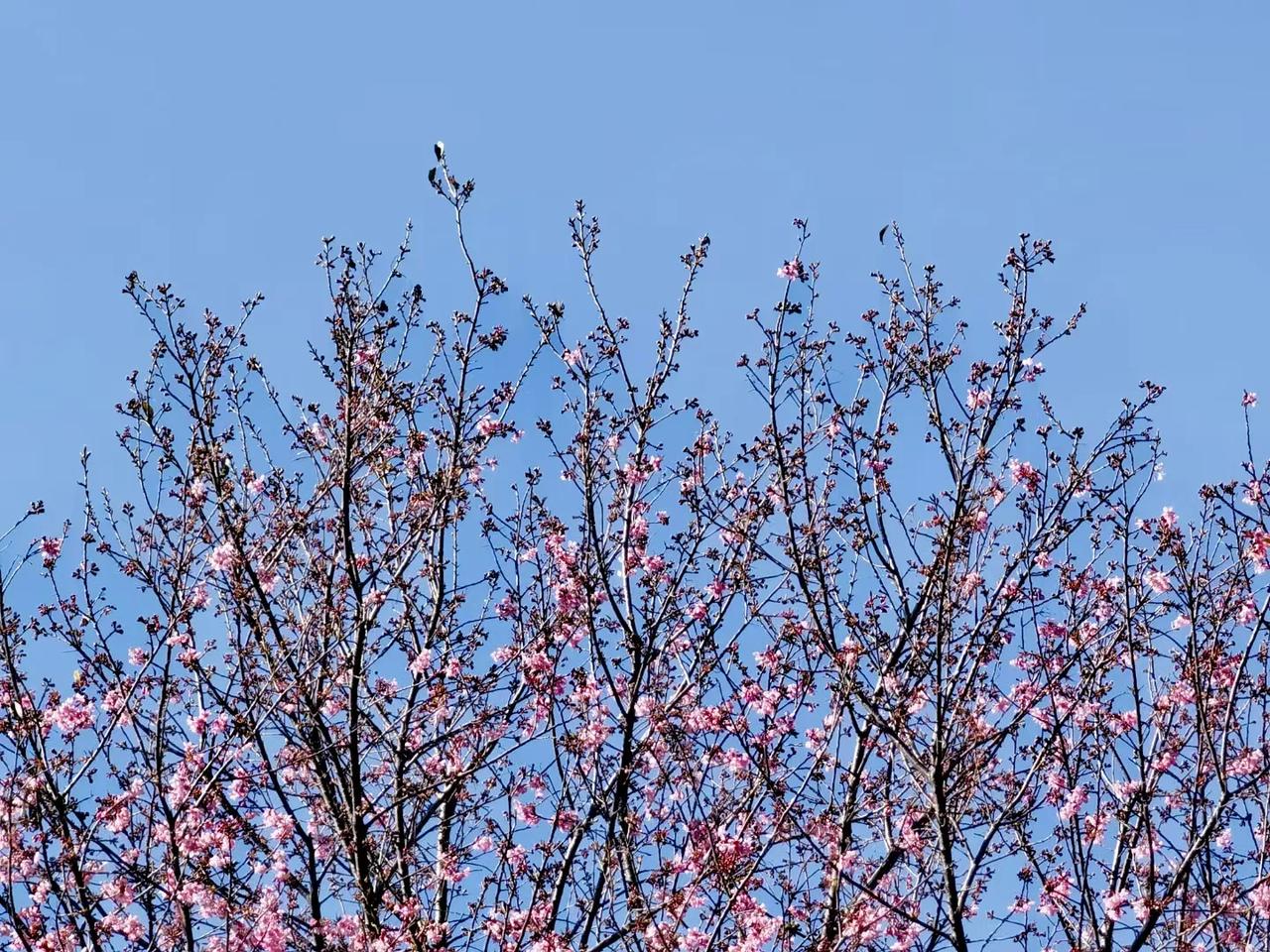 早安，冬天也🈶花开。