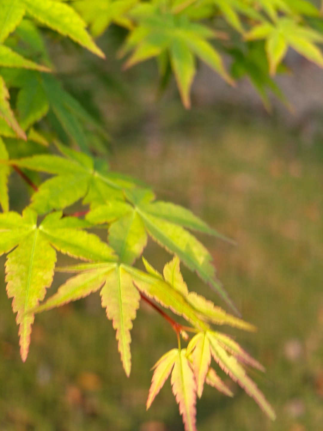 早上好。去搬砖了！ 每天早起打卡