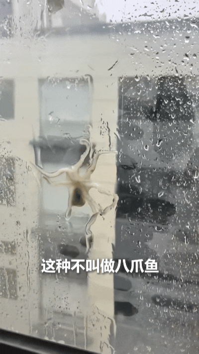 “火到央视新闻了！” 浙江受台风“白海豚”过境，一位居民在窗户上没想到竟撞见了一