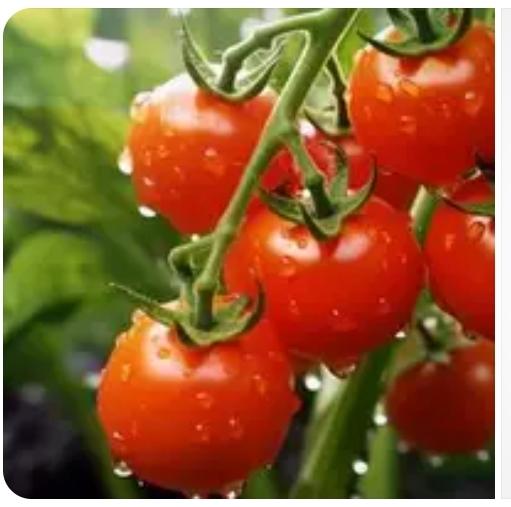 西红柿在我们老家那里的方言叫''洋柿子🍅''。可能北方很多地区都叫''洋柿子'