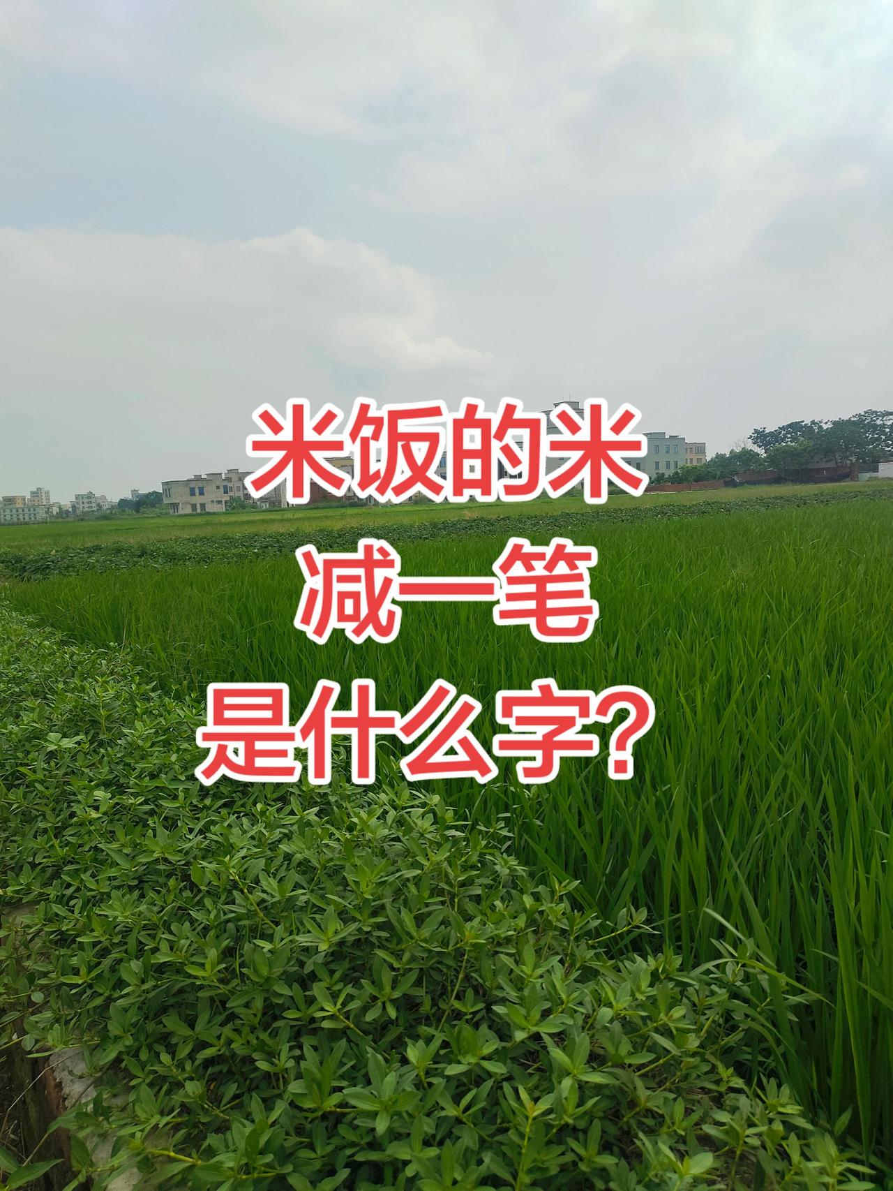 丰收在望的水稻 涨知识猜字谜  上热门抖音小助手