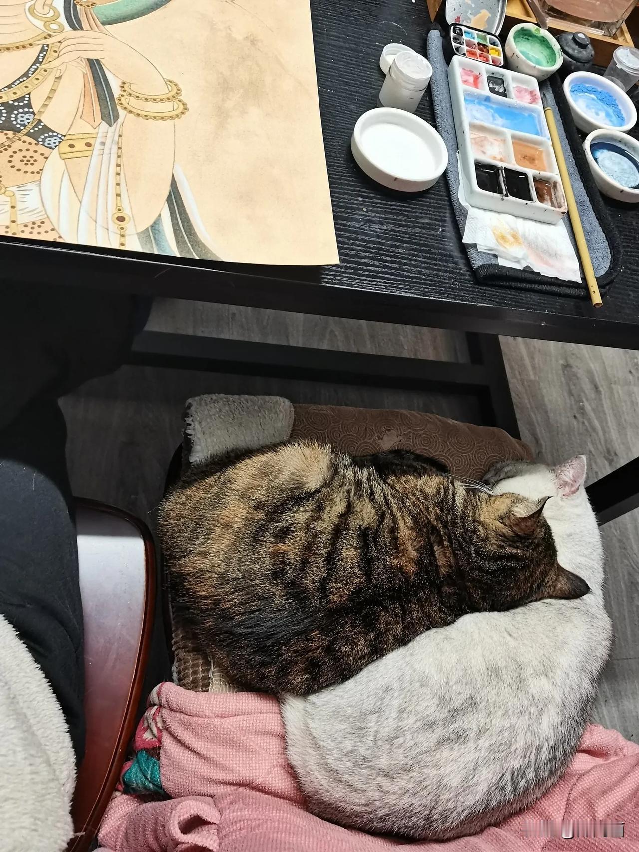 幸福时光，有猫陪伴 [送心]