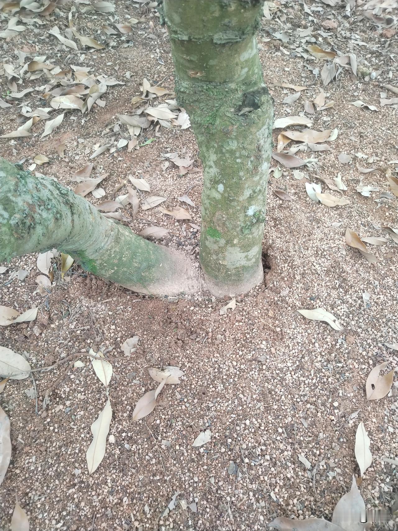 荔枝树的"隐形危机"

地面散落的枯叶下，荔枝树基部那道狰狞的裂缝正无声警示：前