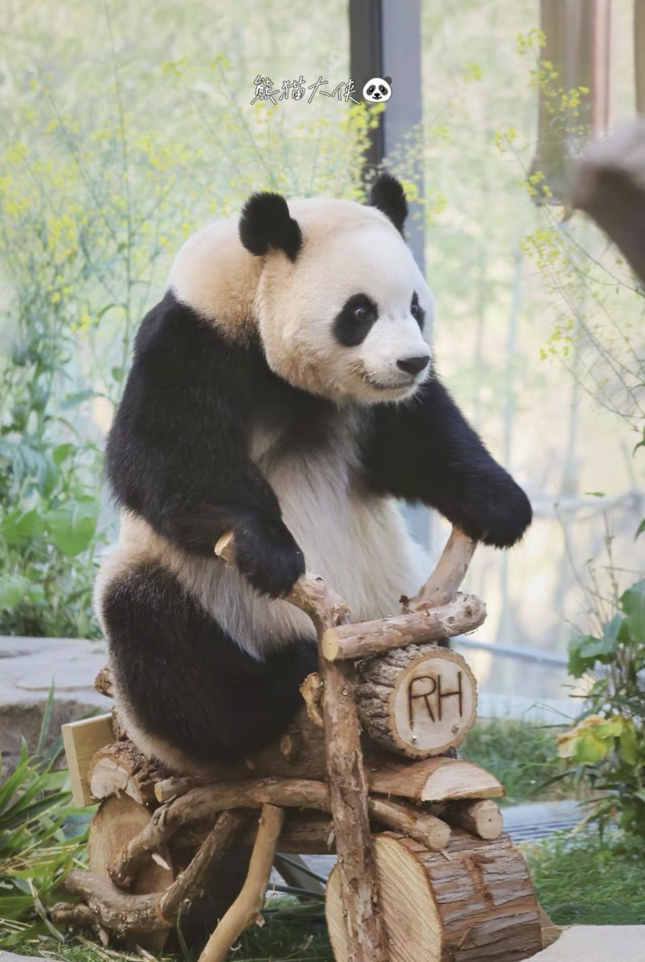 大熊猫睿宝骑车记
 
谁还没见过睿宝的“机车秀”！圆滚滚的身子稳稳坐在木摩托上，