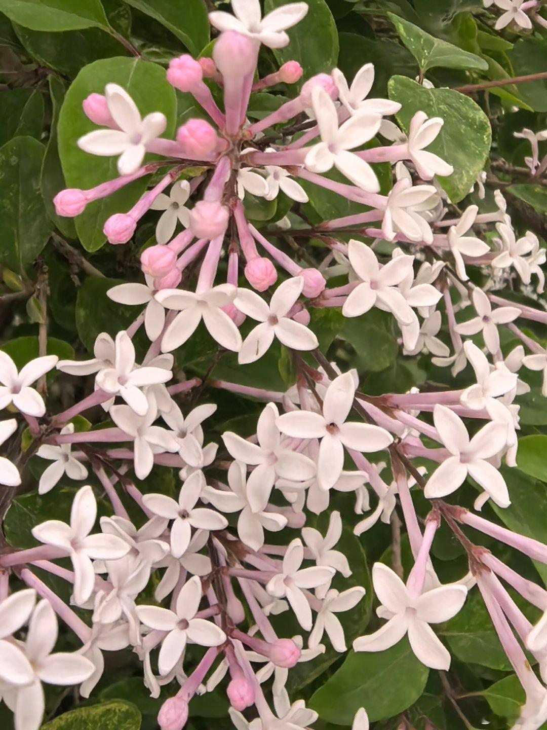 塔尔寺的丁香花 