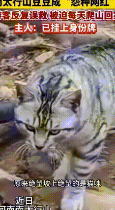 南太行顶“社牛猫”的烦恼：天天被游客“绑架”下山
 河南南太行绝望坡山顶饭店有只