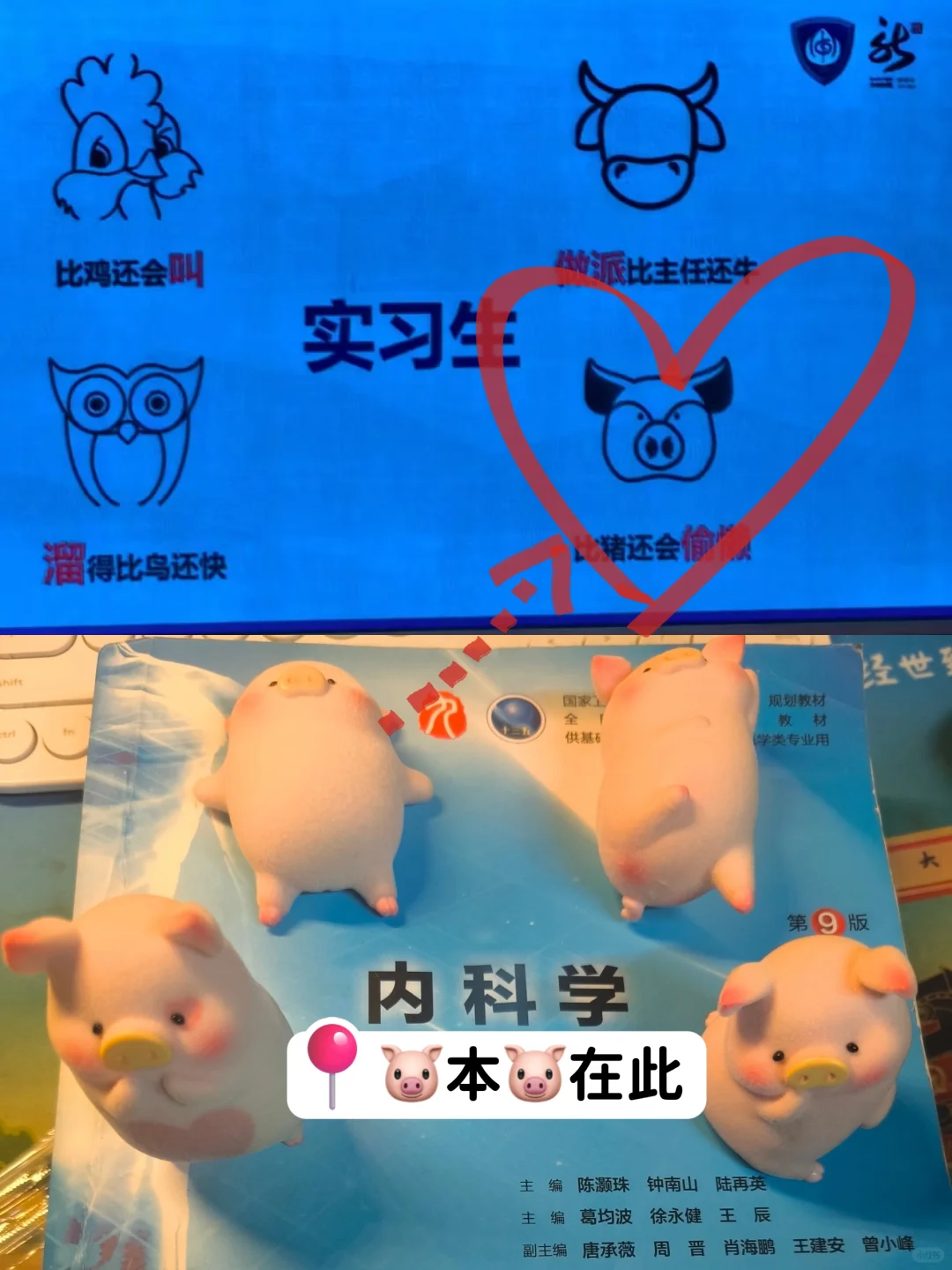 实习生菜路路：没错，我就是🐷