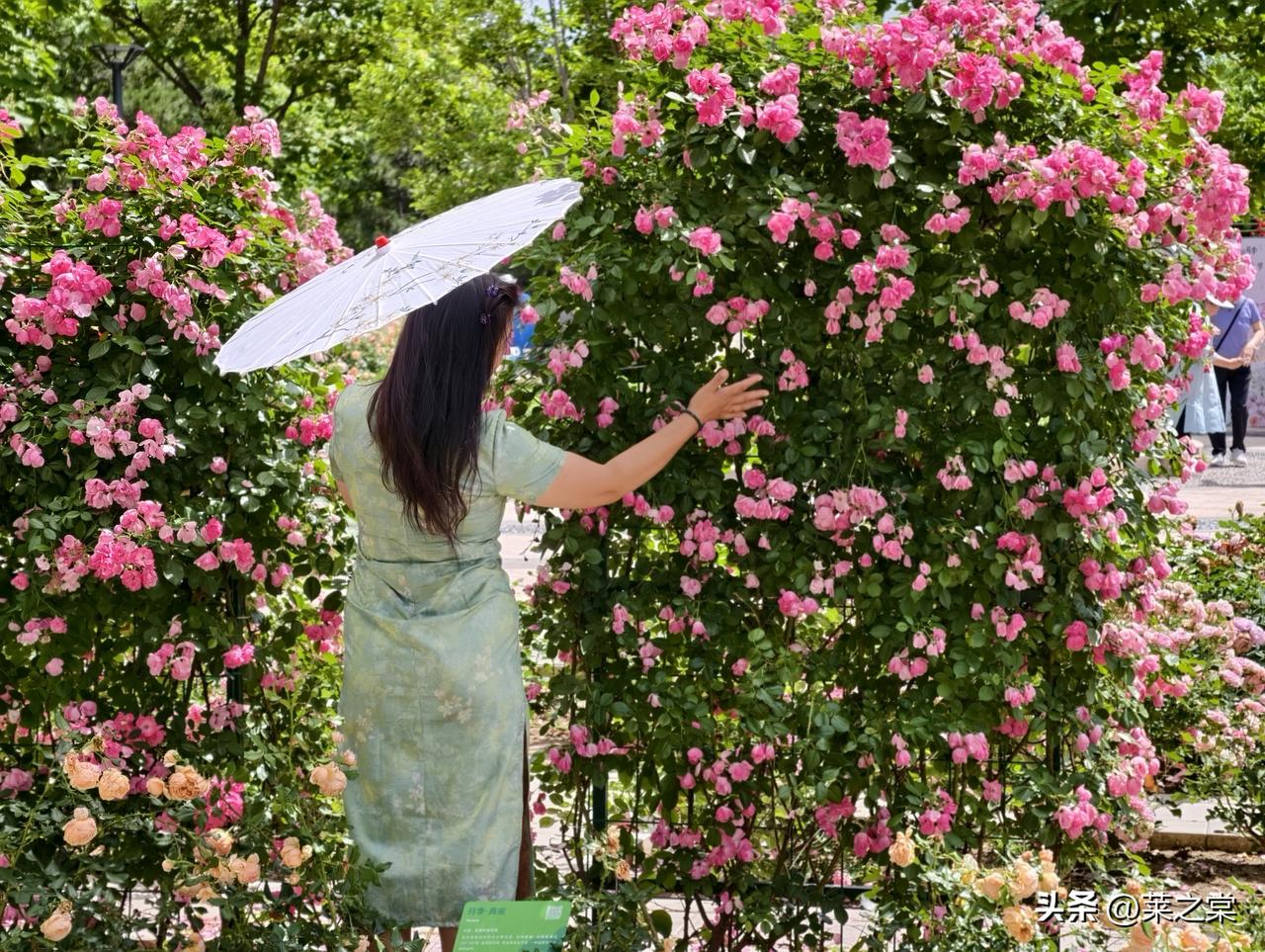 不来还真不知道——原来有这么多人来打卡！这样的天气，这样的花海，不来真的亏了。