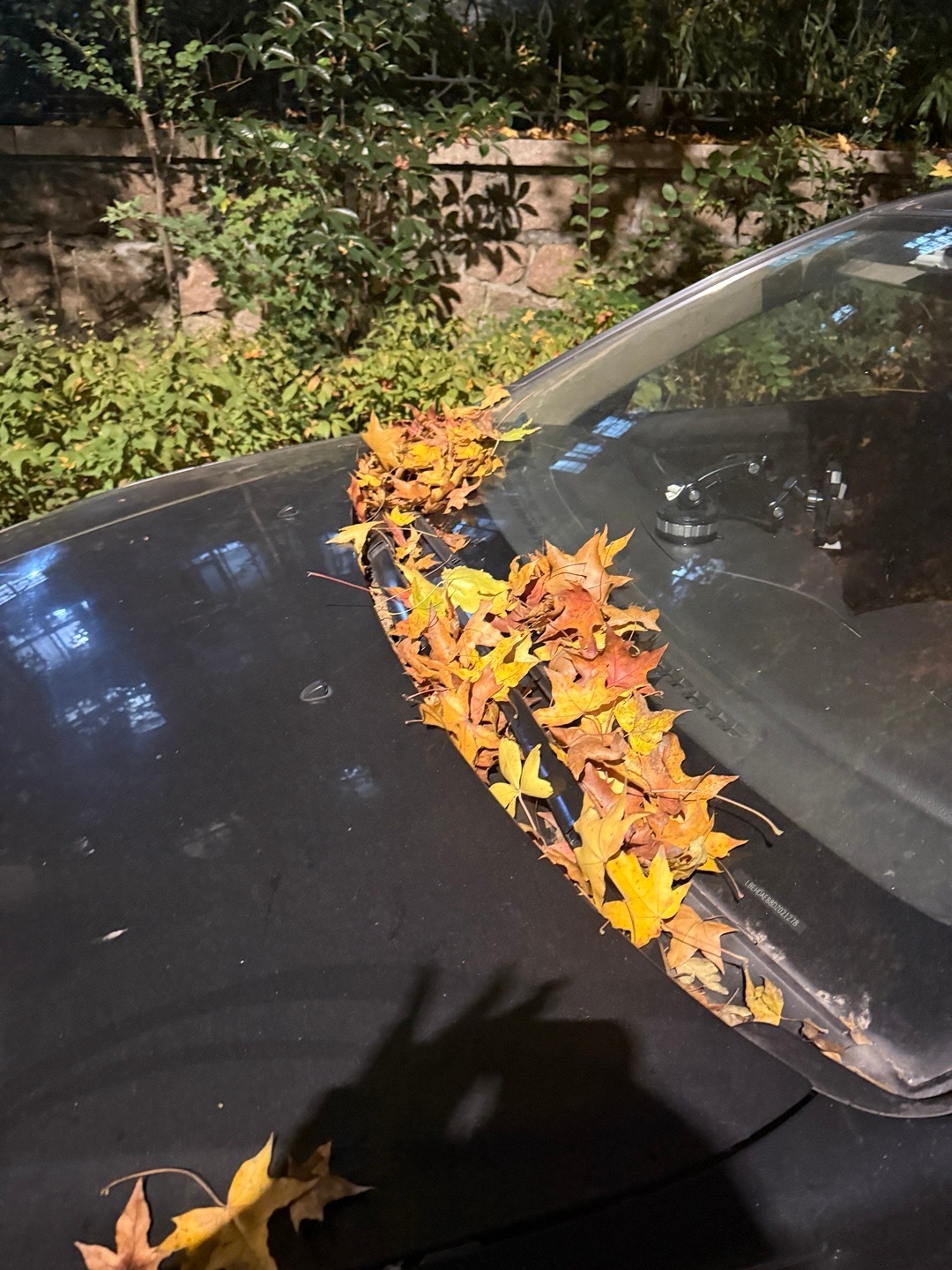 落下的是秋天～ ​​​