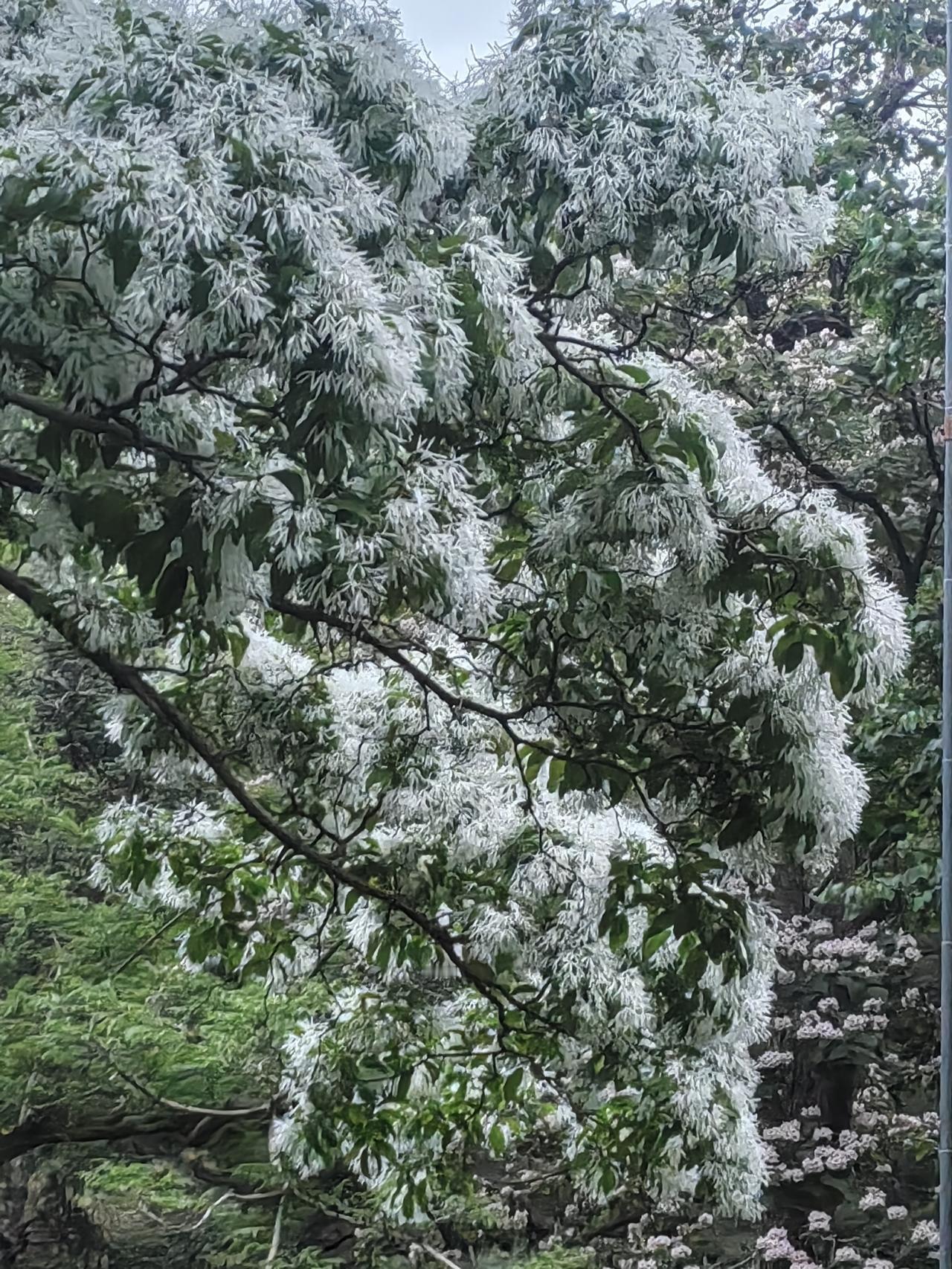 邻居北京市一日游圆满结束。
    欣赏皇家公园景山公园牡丹花，流苏花，琼花等。