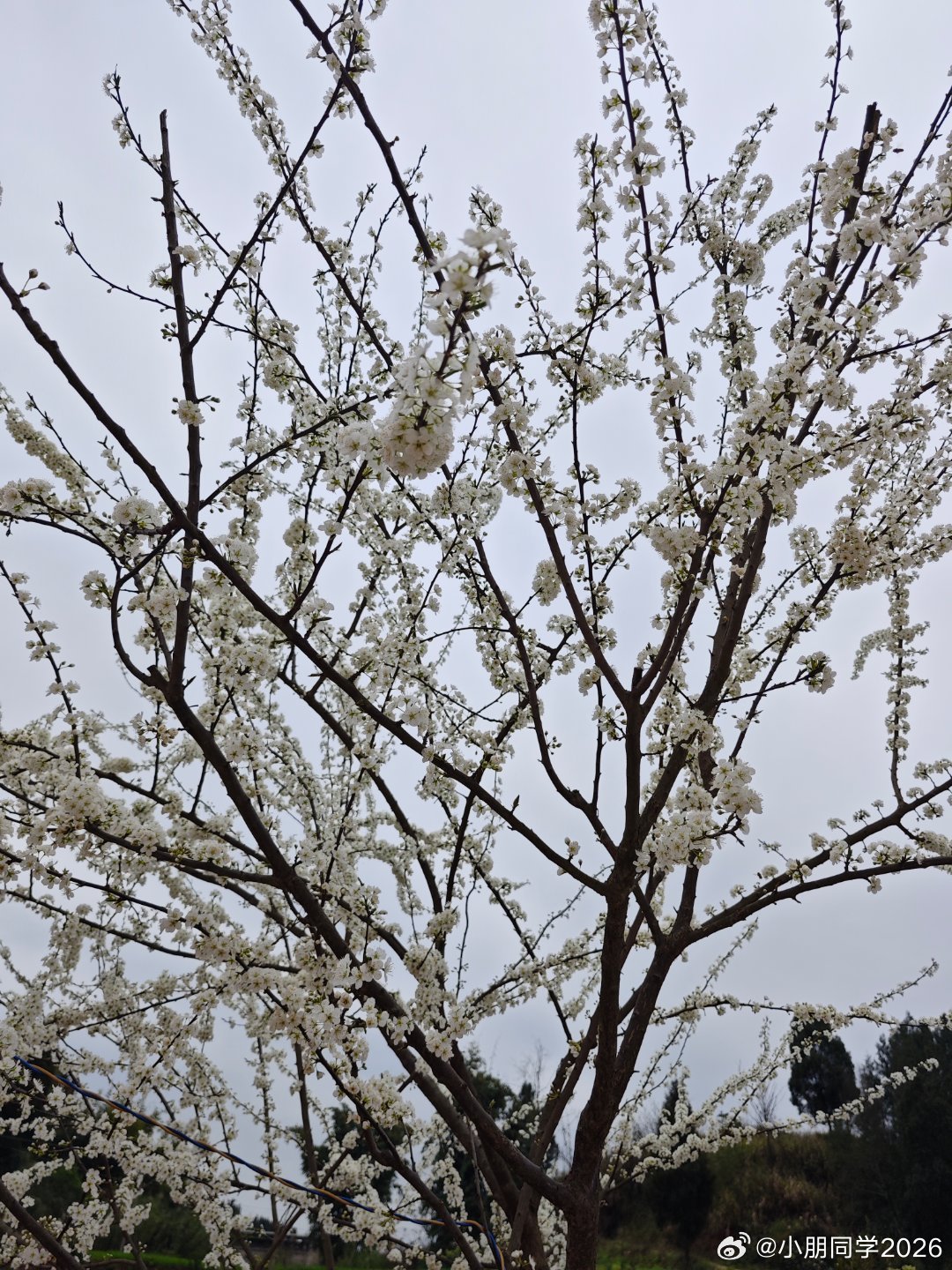李花如雪，心似少年。 