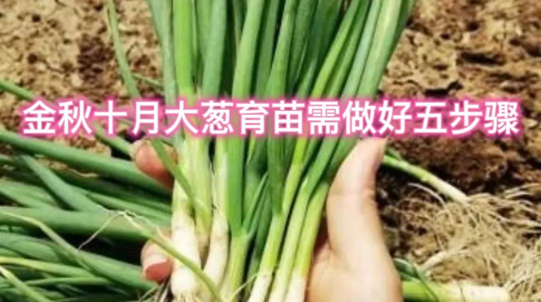 #种植大葱在何时育苗好?#国庆节前后是种植大葱育苗的好时机。此时气温较为适宜，有