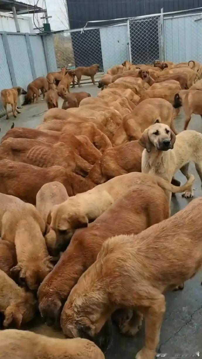 收狗黑产为何屡禁不止 正规肉犬养殖场。收狗，是正当合法生意，而非黑产。每年数百万
