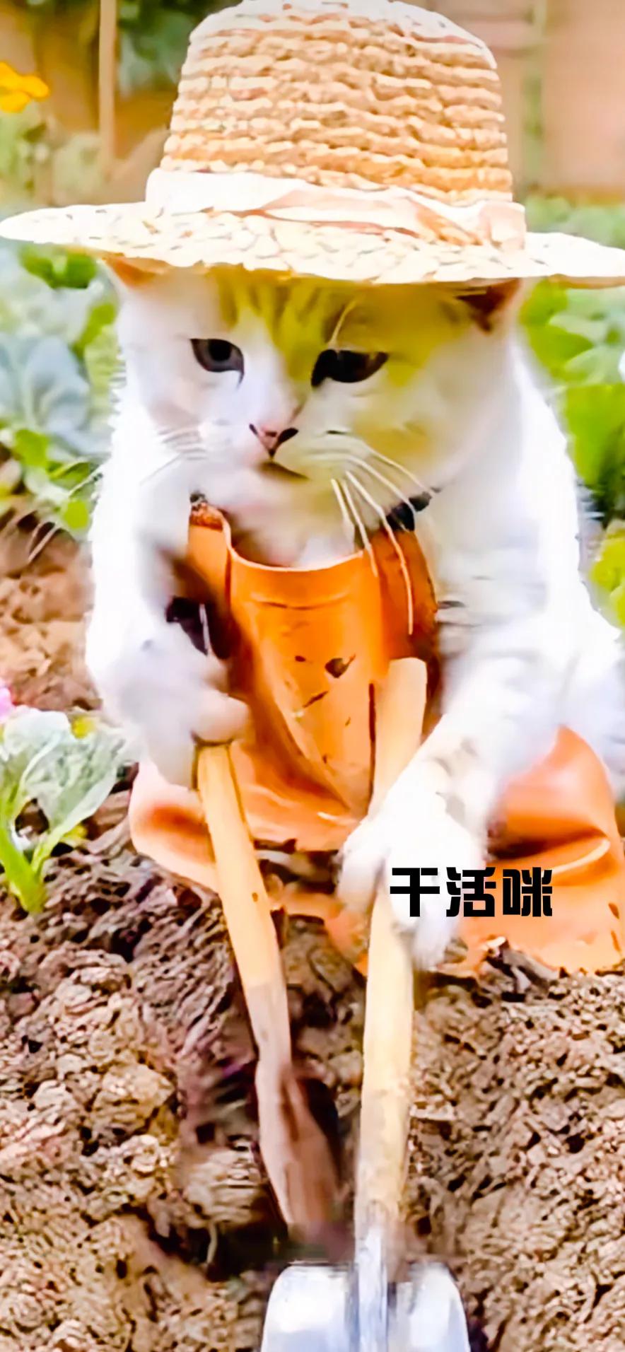 发一张图片证明猫咪很可爱