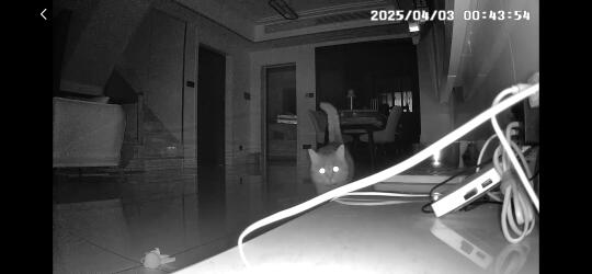 感觉自己的猫咪被害妄想症很严重